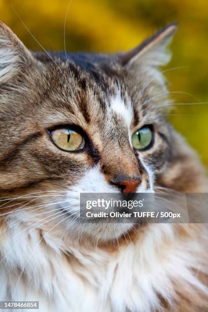 close-up of cat looking away,france - lécher stock pictures, royalty-free photos & images