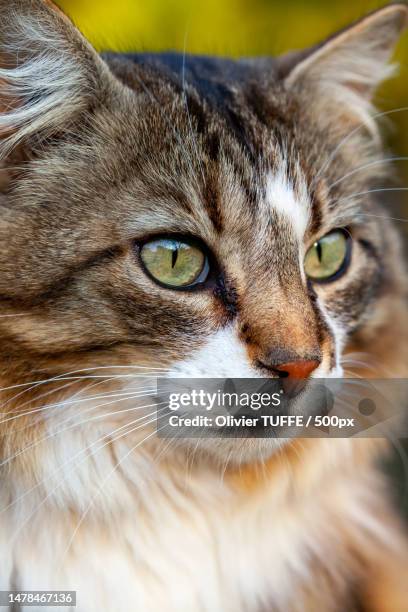 close-up portrait of a cat,france - lécher stock pictures, royalty-free photos & images