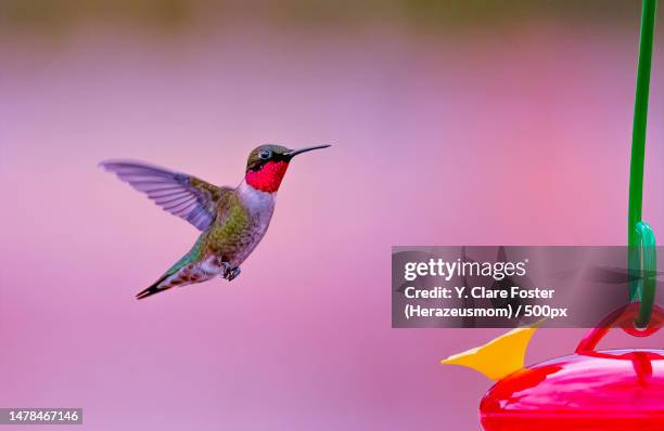 close-up of hummingbird flying by flowers,united states,usa - colibri stock pictures, royalty-free photos & images