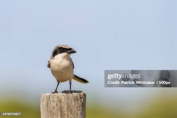 close-up of songwagtail perching on wooden post,florida,united states,usa - shrike stock pictures, royalty-free photos & images