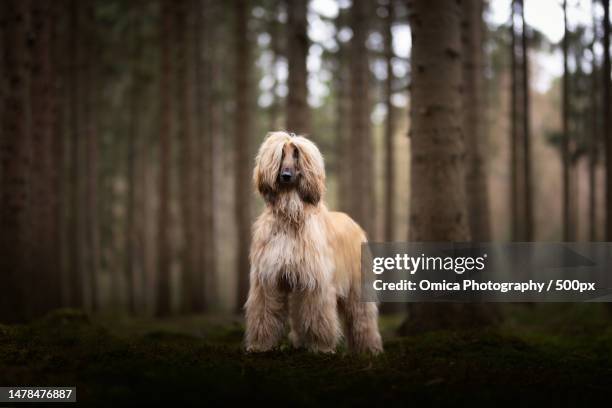 portrait of afghan purebred hound standing in forest,nagele,netherlands - afghan hound stock pictures, royalty-free photos & images