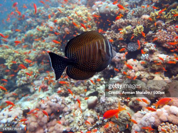 close-up of fish swimming in red sea - triggerfish stockfoto's en -beelden