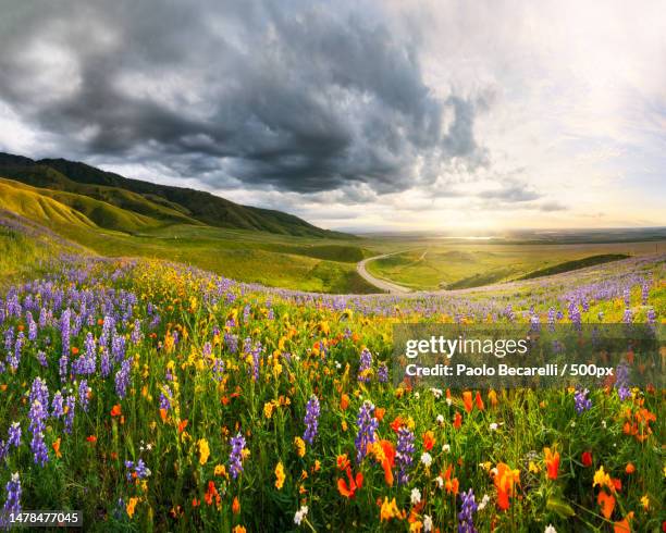 scenic view of flowering plants on field against sky,bakersfield,california,united states,usa - northern-california-wildflowers stock pictures, royalty-free photos & images