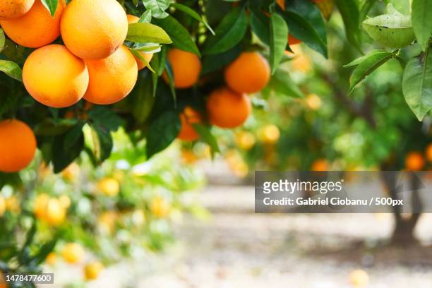 close-up of oranges growing on tree,romania - orange tree stock pictures, royalty-free photos & images