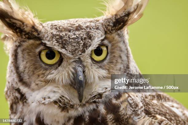 close-up portrait of great horned eagle owl,parc omega,canada - eurasian eagle owl stock pictures, royalty-free photos & images