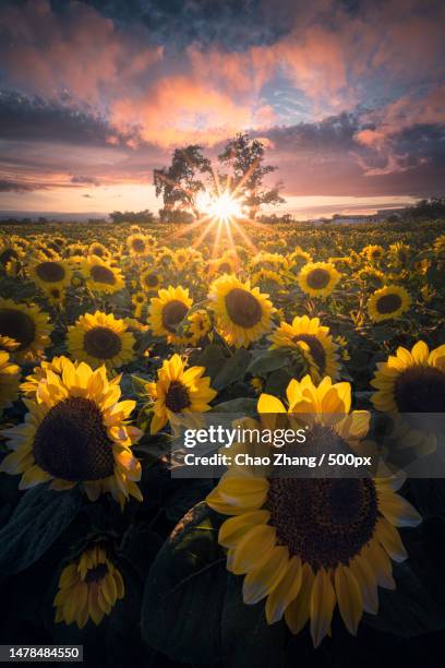 scenic view of sunflower field against sky during sunset,pawnee,kansas,united states,usa - kansas sunflowers stock pictures, royalty-free photos & images