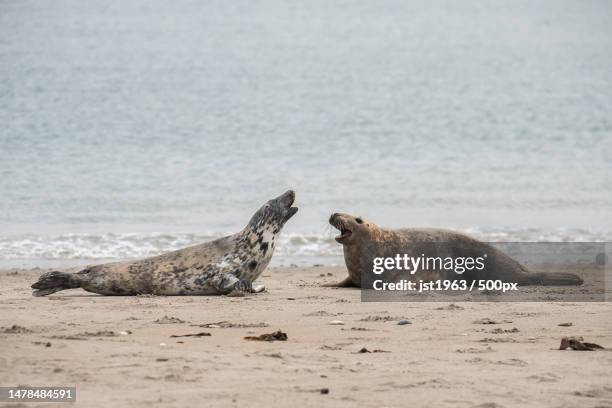 two lions lying on the ground,heligoland,germany - mer du nord photos et images de collection