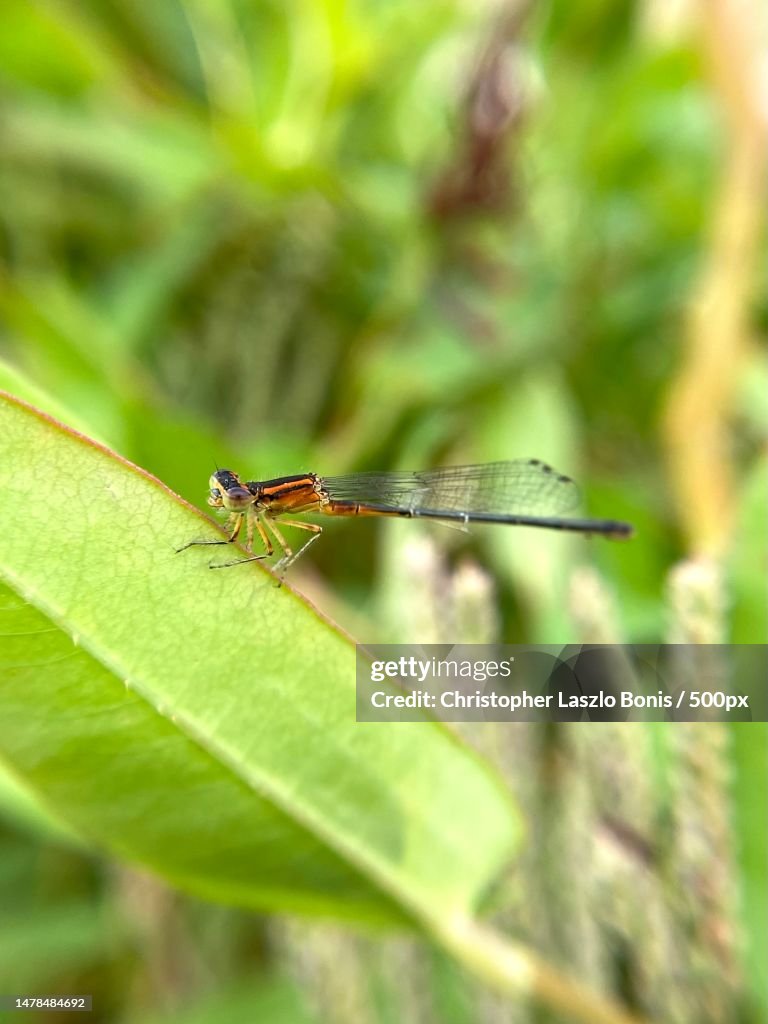 Boston Insects Closeup Of Insect On Leaf Wellesley Massachusetts United States Usa ...