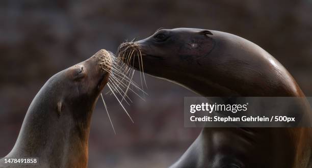 close-up of seals on beach,karlsruhe,germany - whiskers stock pictures, royalty-free photos & images
