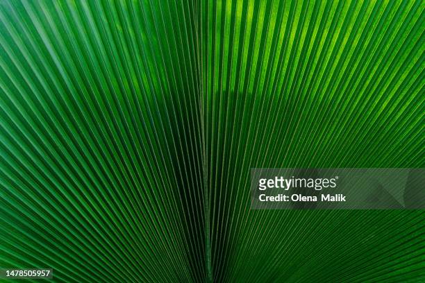 close up of green palm leaf showing natural  patterns - palm tree leaves stock pictures, royalty-free photos & images