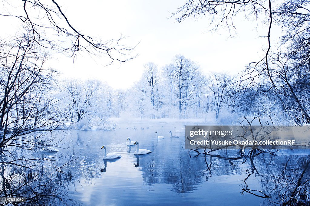 Swans in Winter Landscape