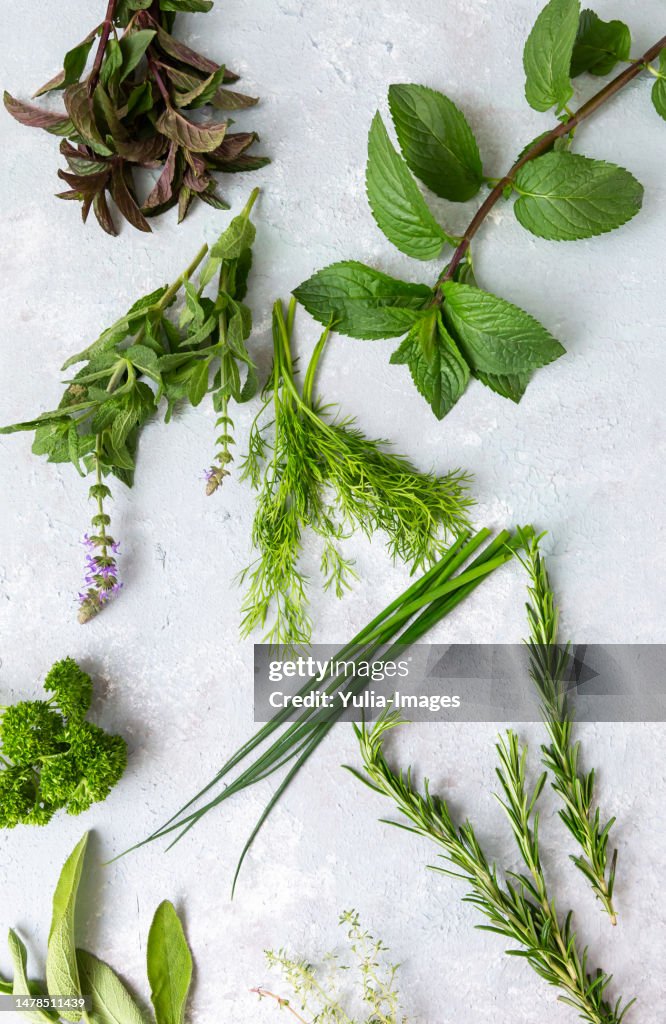 Variety of fresh healthy green organic culinary herbs