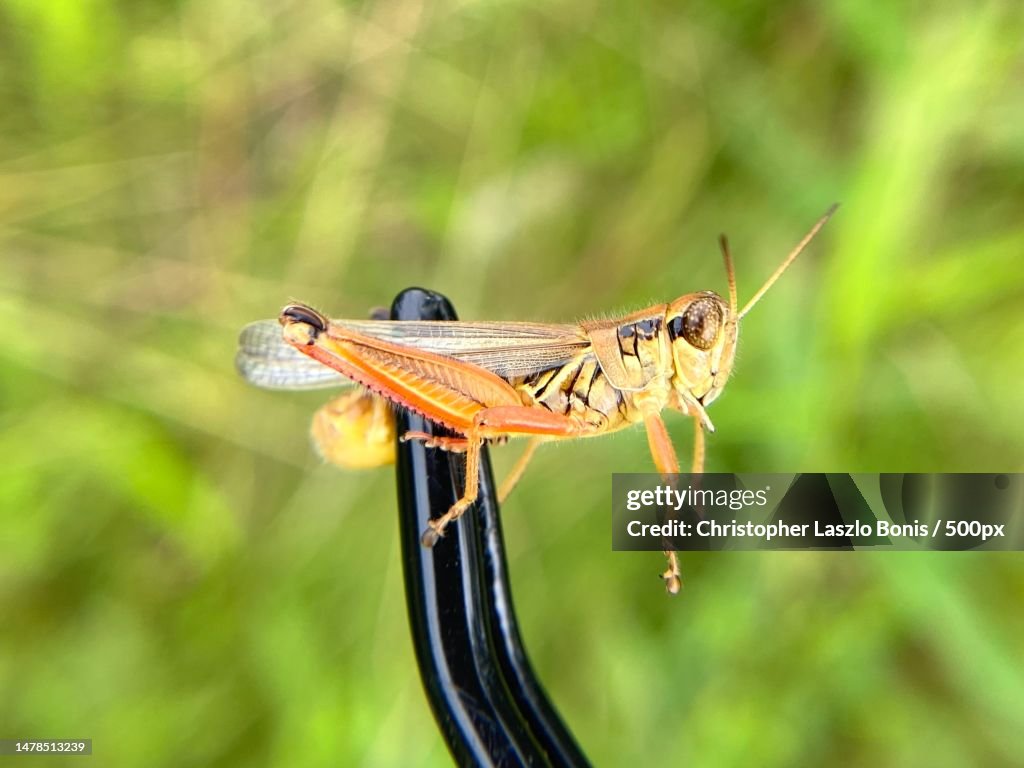 Massachusetts Insects Closeup Of Insect On Leaf Wellesley Massachusetts United States Usa ...