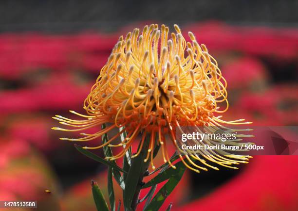 close-up of red flower,united states,usa - protea stock pictures, royalty-free photos & images