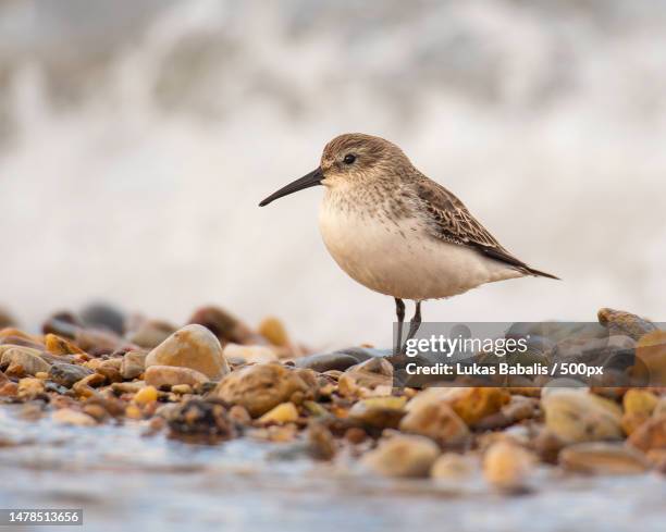 close-up of dunlin perching on rock at beach,greece - dunlin bird stock pictures, royalty-free photos & images