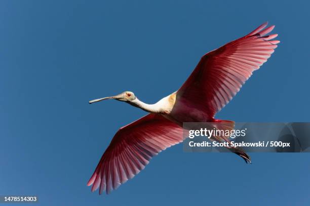 low angle view of roseate spoonbill flying against clear blue sky,justin wilson park,united states,usa - ibis stock-fotos und bilder