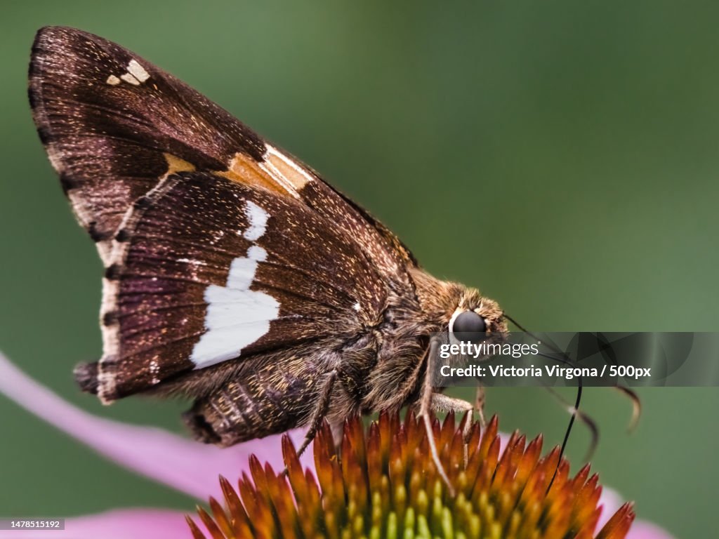 A brown,White and orange Silver-spotted Skipper Butterfly Epargyreus clarus on pink flower,New York,United States,USA
