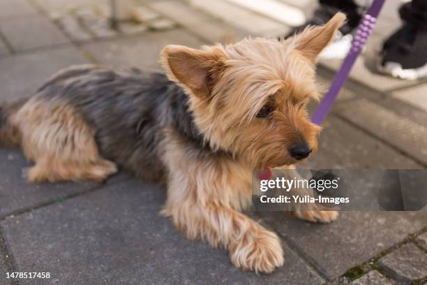 cute little yorkshire terrier resting on paving - yorkshire terrier imagens e fotografias de stock