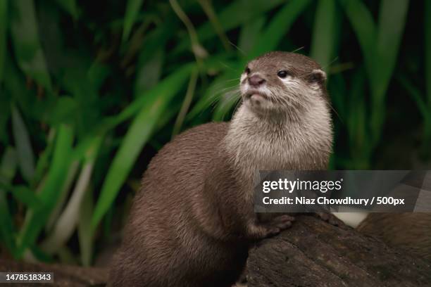 close-up of rodent on rock,london,united kingdom,uk - cute otter stock pictures, royalty-free photos & images