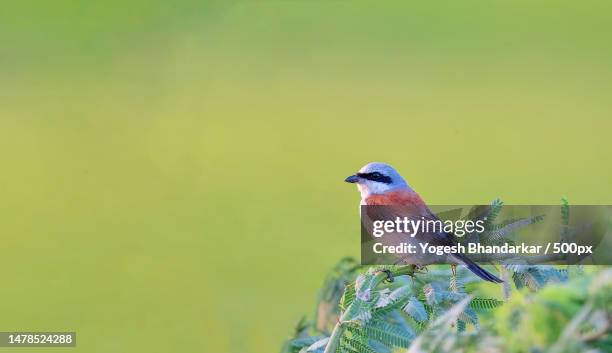 close-up of songpasserine bird perching on plant,nakhatrana,gujarat,india - shrike stock pictures, royalty-free photos & images