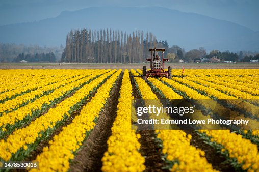 Tilling Tree Rows Aerial View Of A Tractor Tilling The Rows Of Daffodils In A Farm Field ...