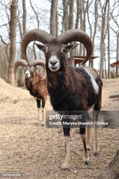 mountain sheep argali with big horns on the background of trees,berek,slovakia - argali stock pictures, royalty-free photos & images