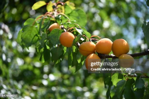 the very sweet apricot on the tree in my garden,serbia - apricot tree stock pictures, royalty-free photos & images