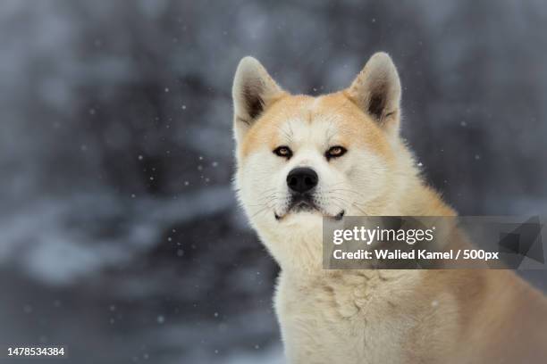 portrait of fox standing on snow covered land,egypt - akita inu stock pictures, royalty-free photos & images