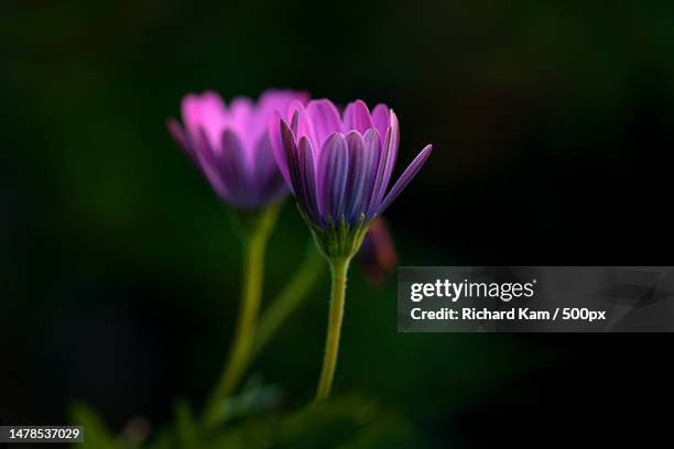 close-up of purple flowering plant,auckland,new zealand - kelchblatt stock-fotos und bilder