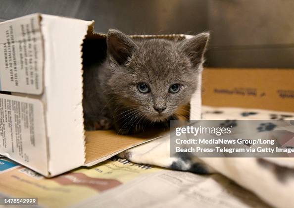 Animal shelters struggle to find space for animals.