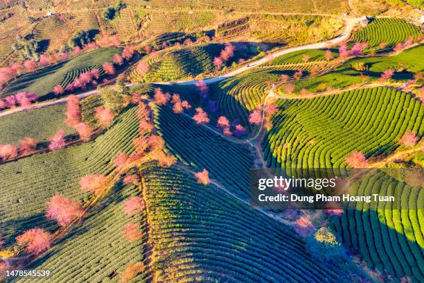 Multiple Pathways Nature Multiple Pathways Background Photos and Premium High Res Pictures ...