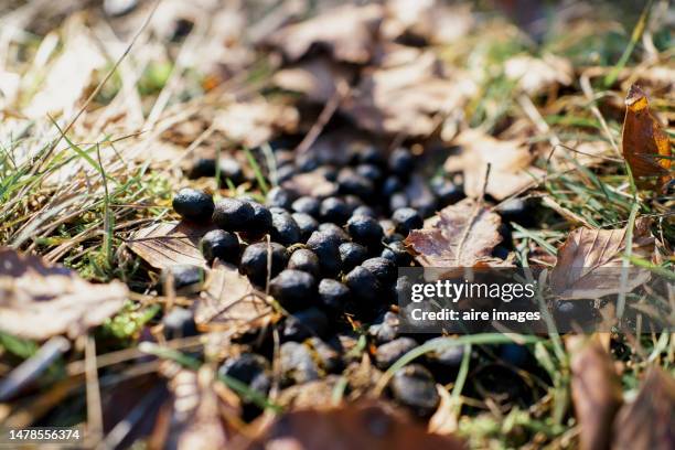 view from above of cattle droppings on dry leaves and grass. life cycle in grazing area. - ontlasting van dieren stockfoto's en -beelden