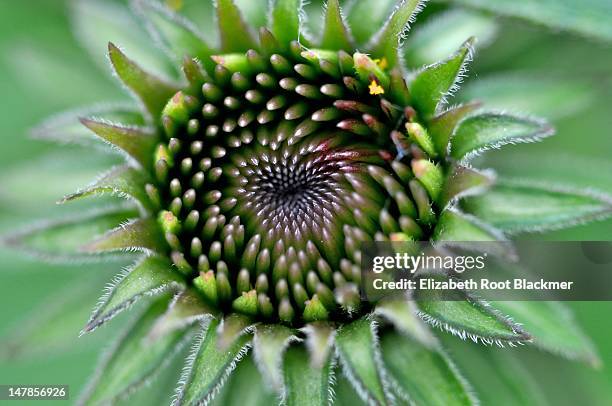 coneflower - elizabeth root blackmer stock pictures, royalty-free photos & images