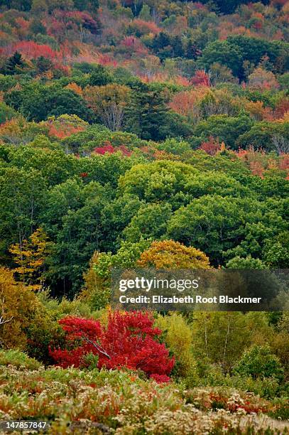 red tree - elizabeth root blackmer stock pictures, royalty-free photos & images