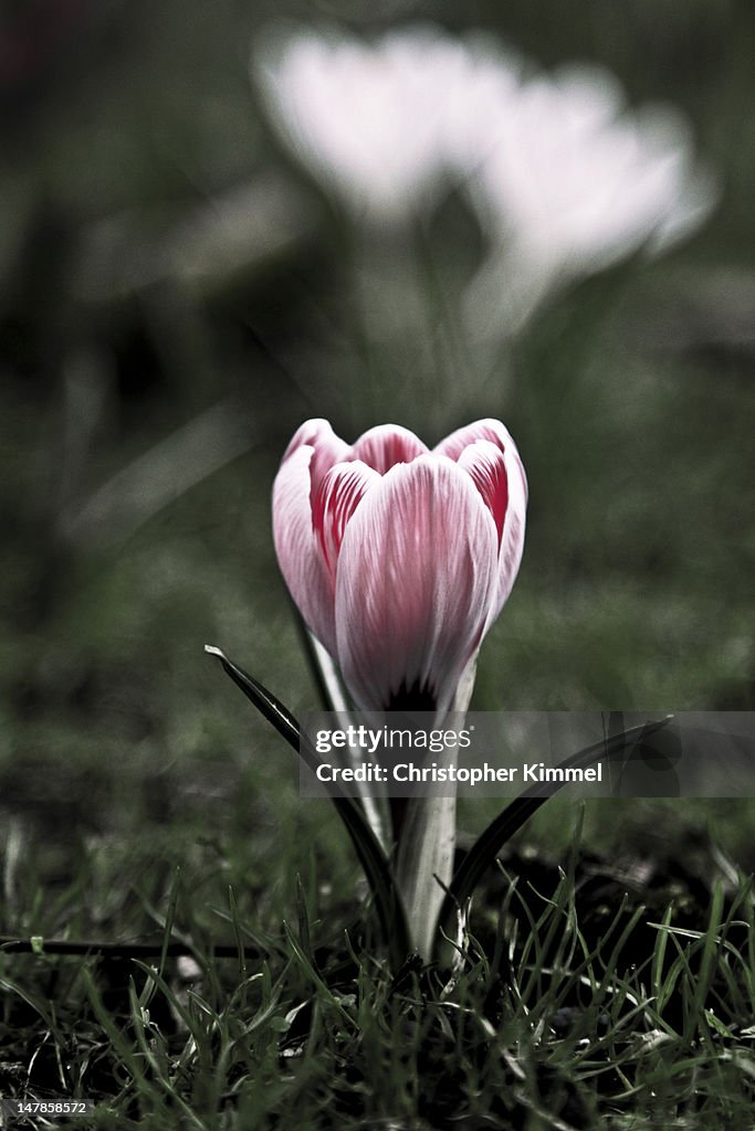Crocus Red Red Crocus High-Res Stock Photo - Getty Images