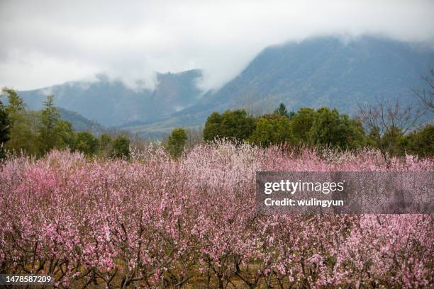 taohuatan in springtime - 桃の花 ストックフォトと画像
