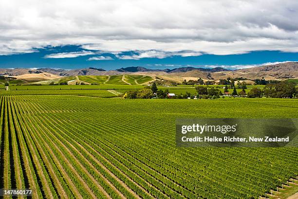 vineyard in marlborough - blenheim new zealand stock pictures, royalty-free photos & images