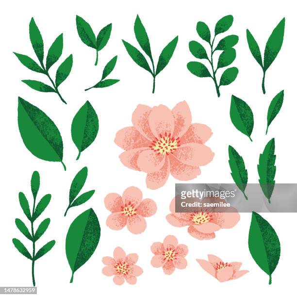 ilustrações de stock, clip art, desenhos animados e ícones de set of pink flower decorations - dália