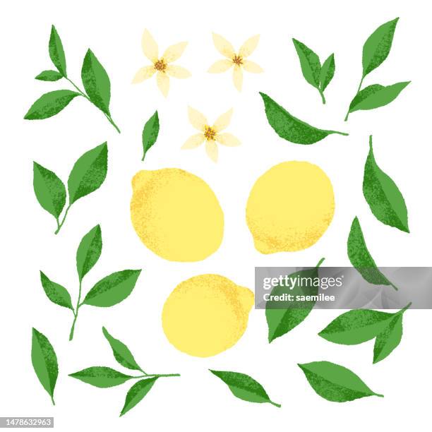 set of lemon tree decorations - lemon tree stock illustrations
