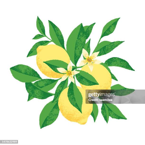 lemon tree - fruit tree white background stock illustrations