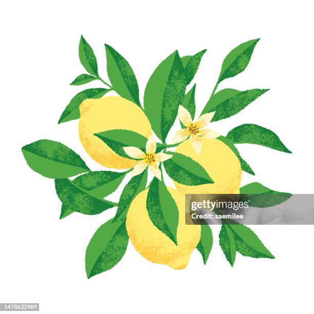 lemon tree - lemon tree stock illustrations