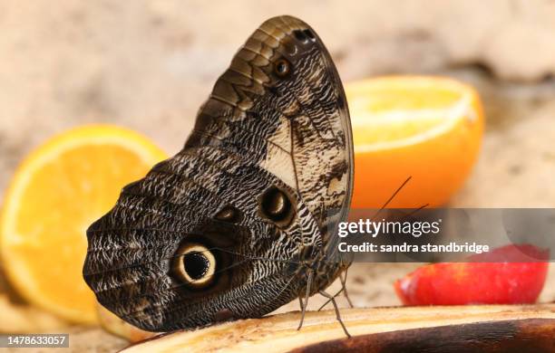 a giant owl butterfly, caligo mennon, feeding on a banana at a butterfly farm. - owl butterfly stock pictures, royalty-free photos & images