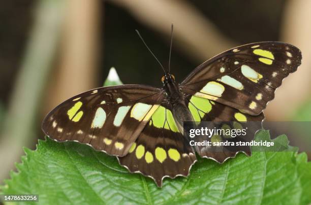 a malachite butterfly, siproeta stelene, resting on a leaf at a butterfly farm. - malaquita fotografías e imágenes de stock