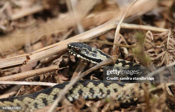 a beautiful adder, vipera berus, just out of hibernation warming itself amongst the bracken in spring in a woodland clearing. - adder stock pictures, royalty-free photos & images