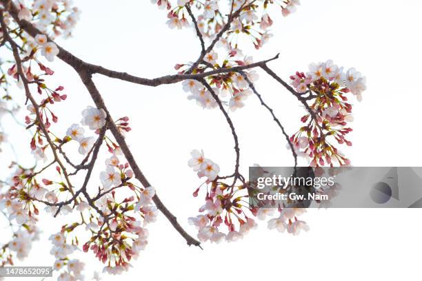 cherry blossom in march - cerezo fotografías e imágenes de stock