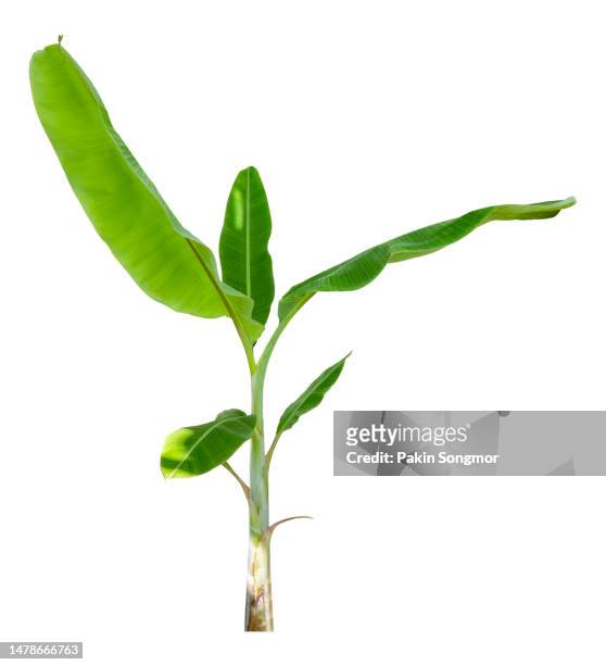 banana tree is isolated on a white background. clipping path - banana tree leaf stock pictures, royalty-free photos & images