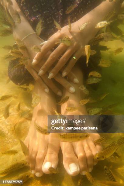 fish spa feet pedicure skin care treatment - garra rufa fish stock pictures, royalty-free photos & images