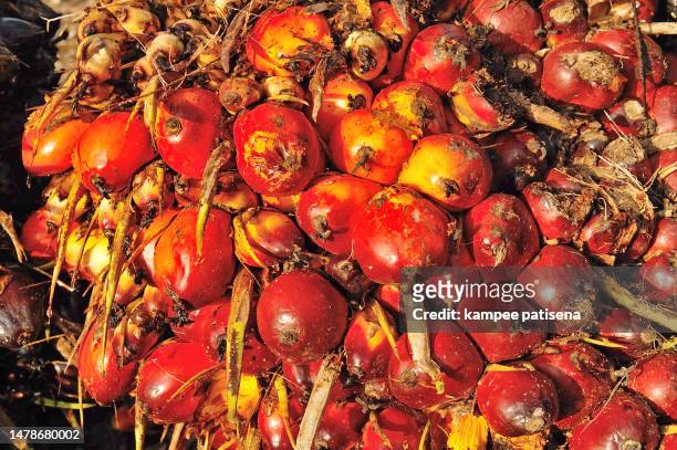 palm oil fruits - middle east oil stock pictures, royalty-free photos & images