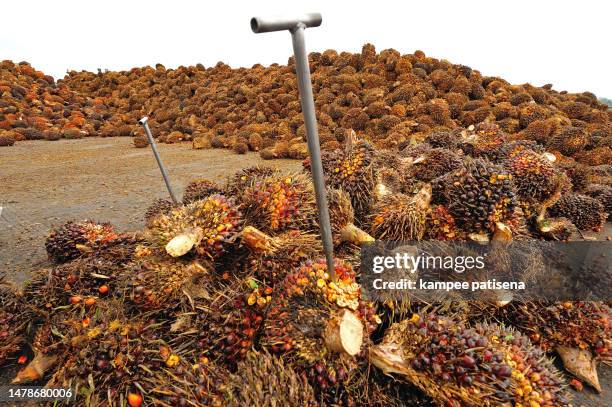 palm oil fruits on the floor - middle east oil stock pictures, royalty-free photos & images