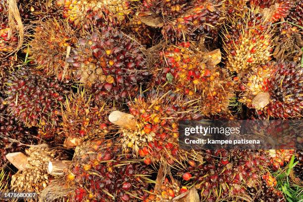 palm oil fruits on the floor - middle east oil stock pictures, royalty-free photos & images